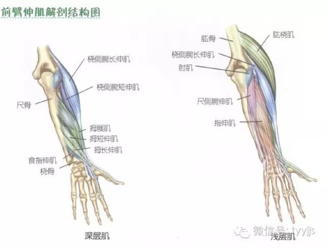 肱二头肌在哪(手臂肱二头肌在哪)-第5张图片