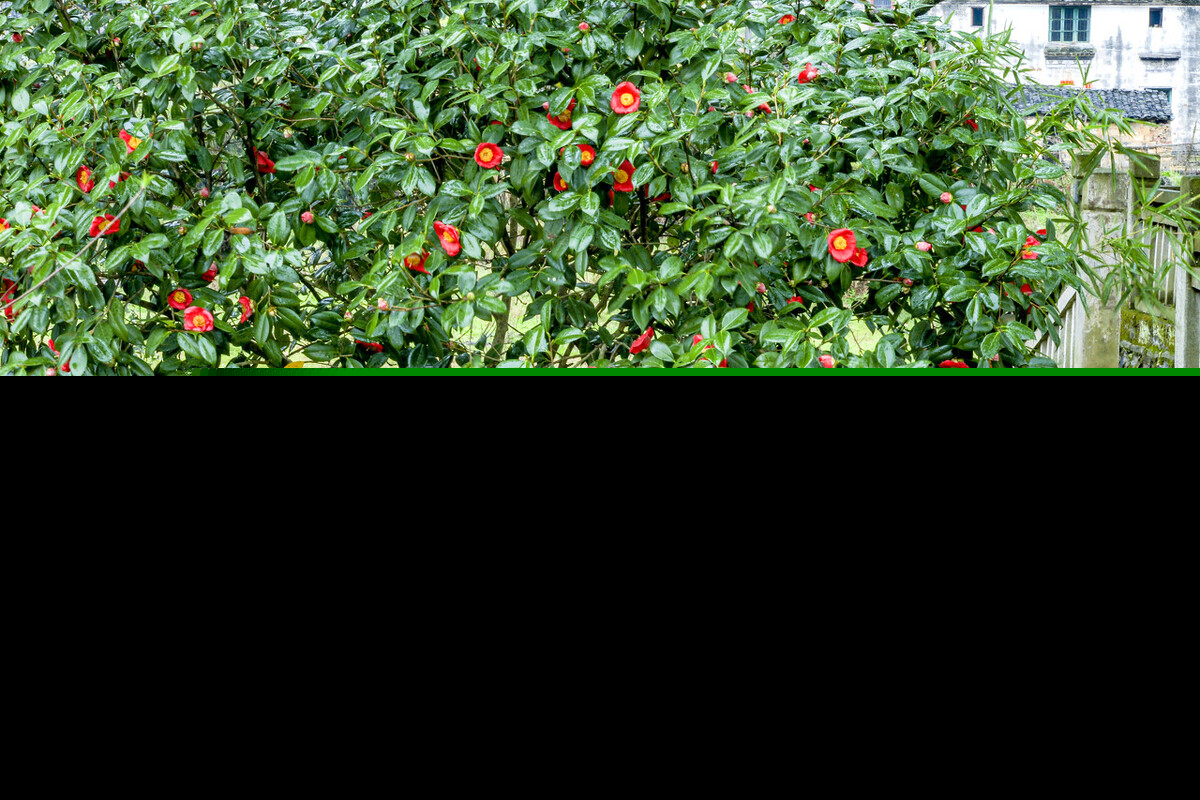 十大客厅风水植物（客厅养什么植物好养且风水又好）-第6张图片