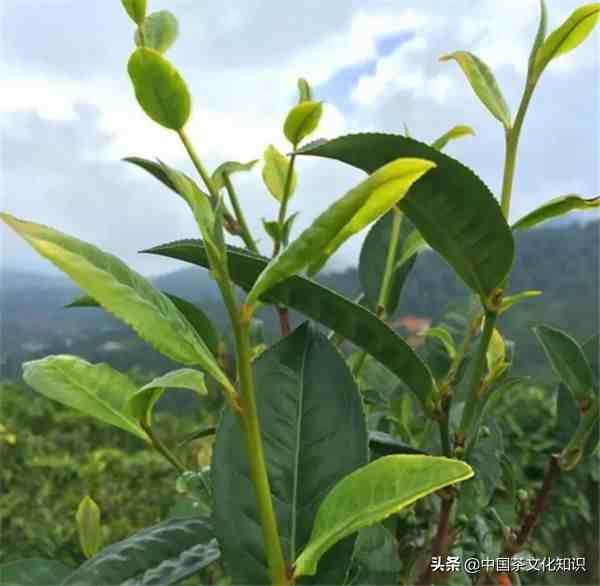 乌龙茶有哪些（乌龙茶的品种包括哪些）-第1张图片