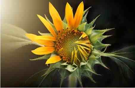 向日葵为什么会随着太阳转动（向日葵为什么要围着太阳转）-第1张图片