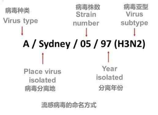 流感疫苗有必要接种吗（流感疫苗该怎么接种）-第6张图片