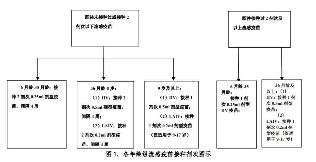 流感疫苗有必要接种吗（流感疫苗该怎么接种）-第7张图片