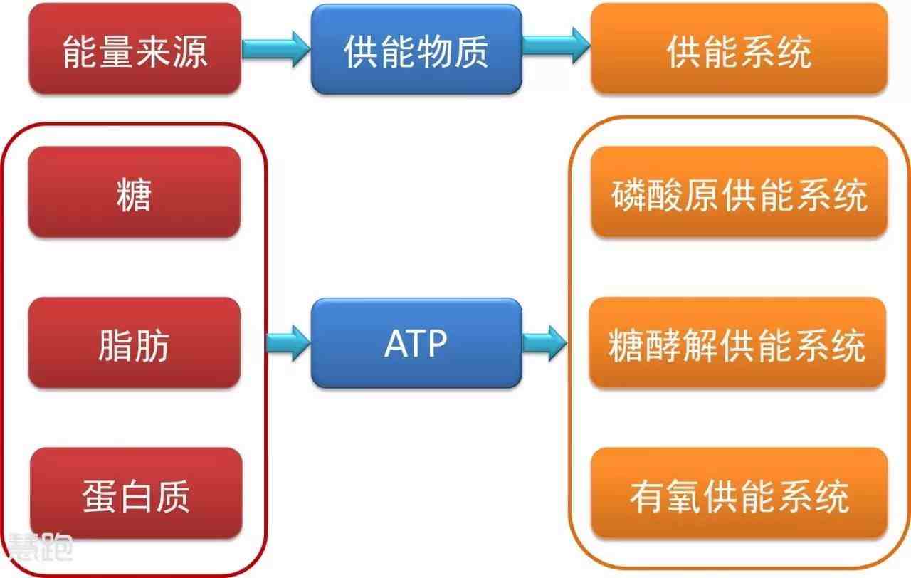 有氧运动和无氧运动（无氧运动和有氧运动有何区别）-第3张图片