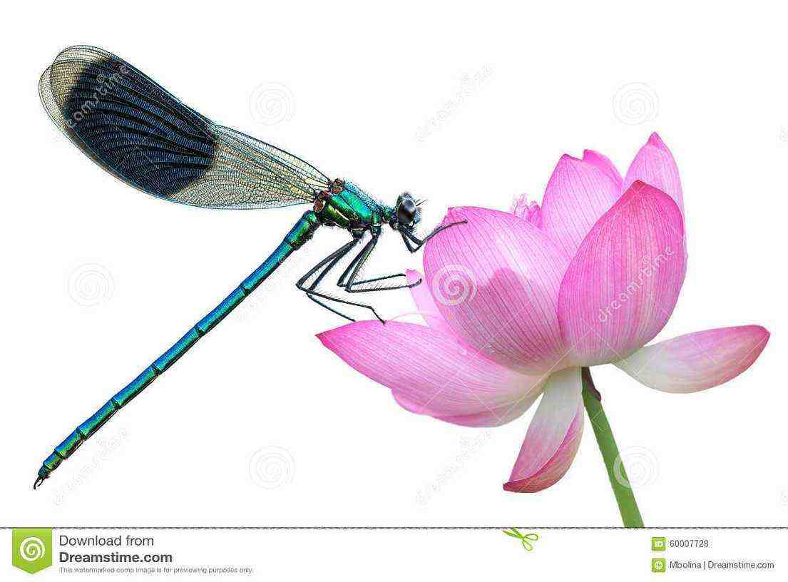 蜻蜓的特点（蜻蜓目中的蜻蜓和豆娘的区分）-第4张图片