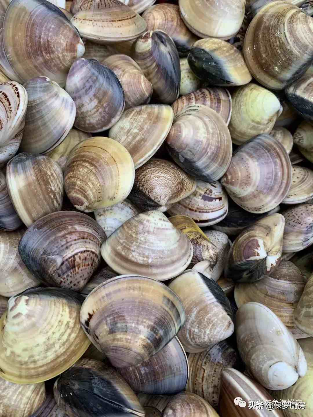 贝壳的种类（贝壳类和螺类海鲜种类）-第3张图片