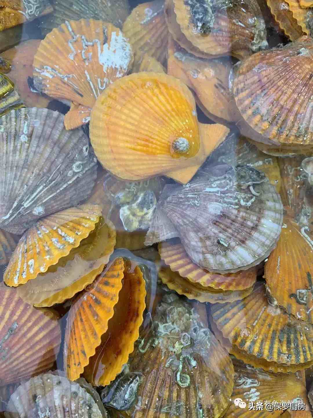 贝壳的种类（贝壳类和螺类海鲜种类）-第8张图片