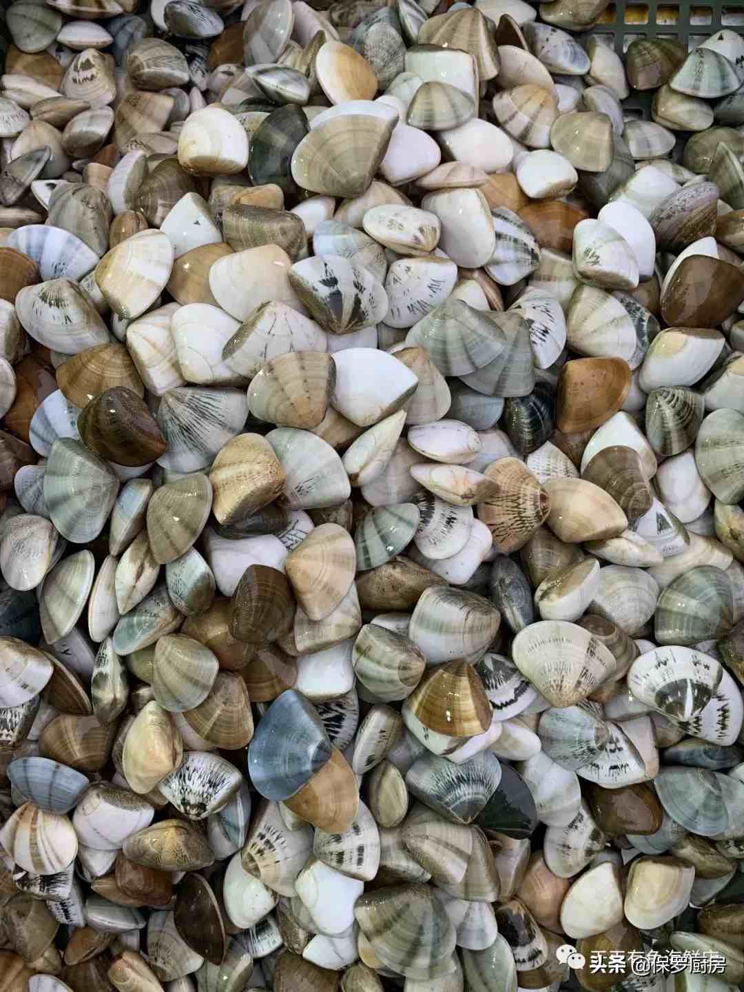 贝壳的种类（贝壳类和螺类海鲜种类）-第11张图片