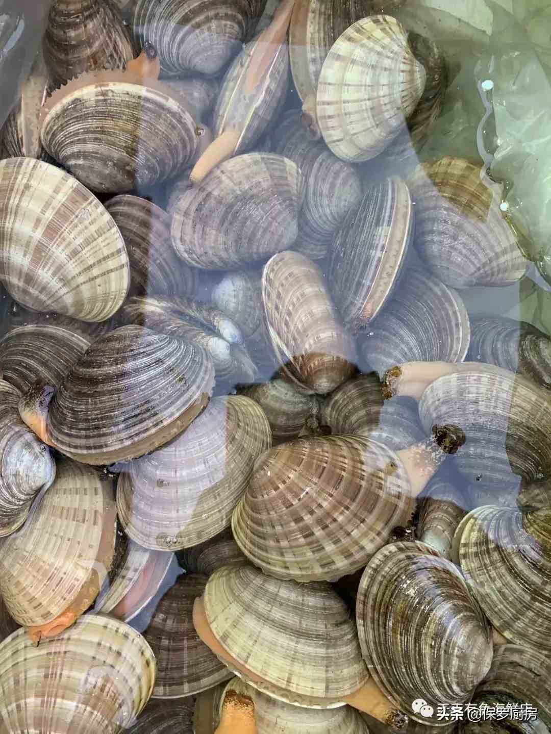 贝壳的种类（贝壳类和螺类海鲜种类）-第13张图片