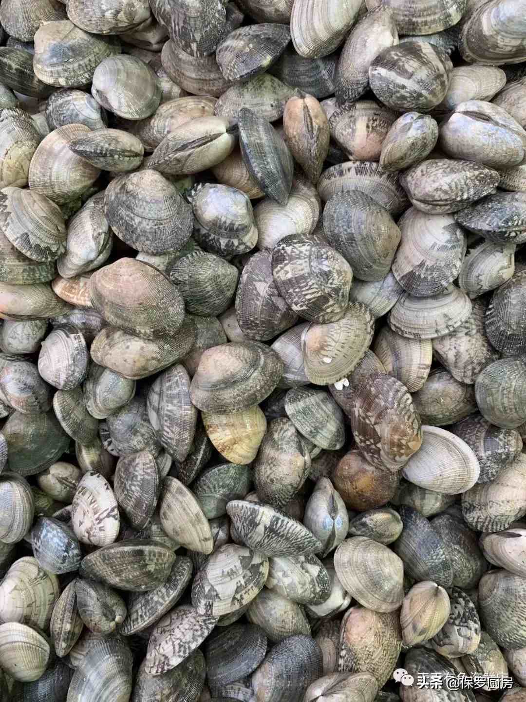 贝壳的种类（贝壳类和螺类海鲜种类）-第14张图片