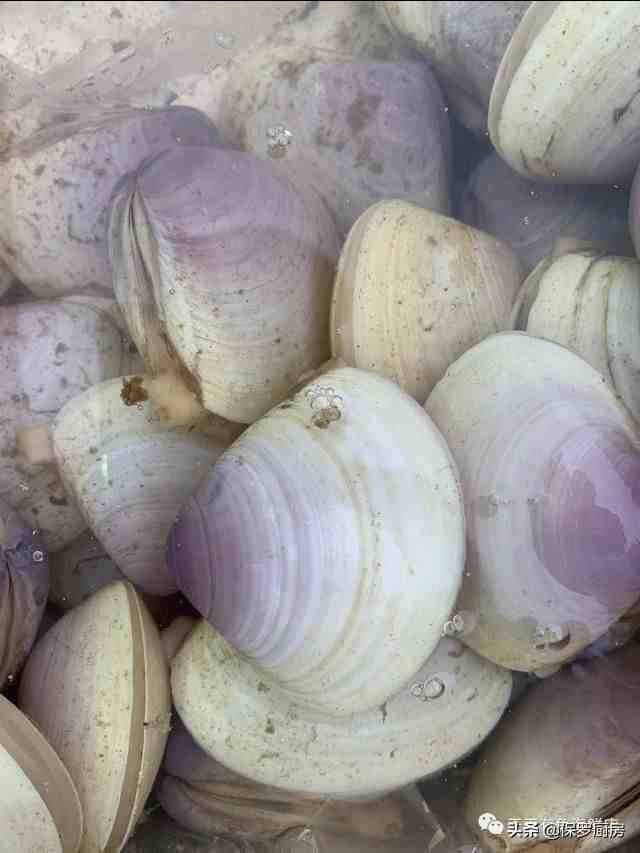 贝壳的种类（贝壳类和螺类海鲜种类）-第19张图片