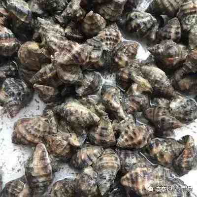 贝壳的种类（贝壳类和螺类海鲜种类）-第23张图片