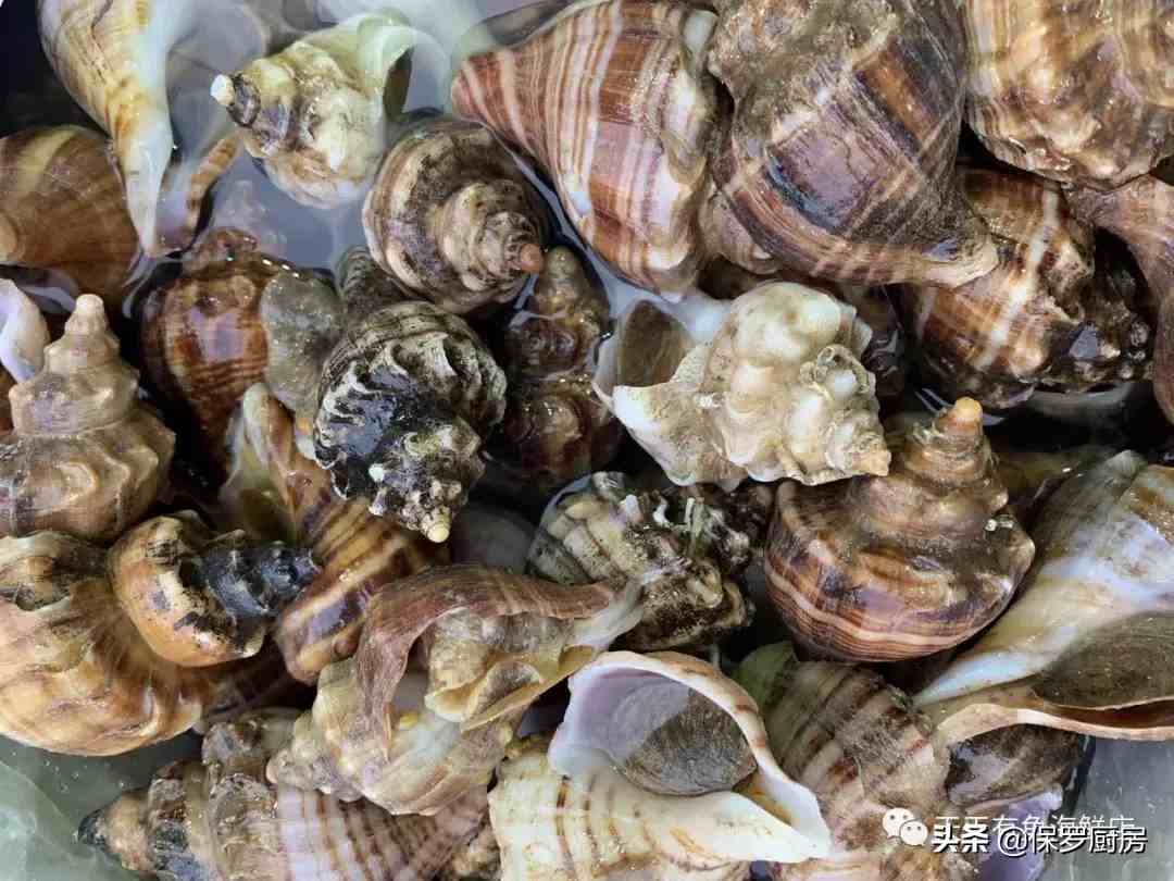 贝壳的种类（贝壳类和螺类海鲜种类）-第24张图片