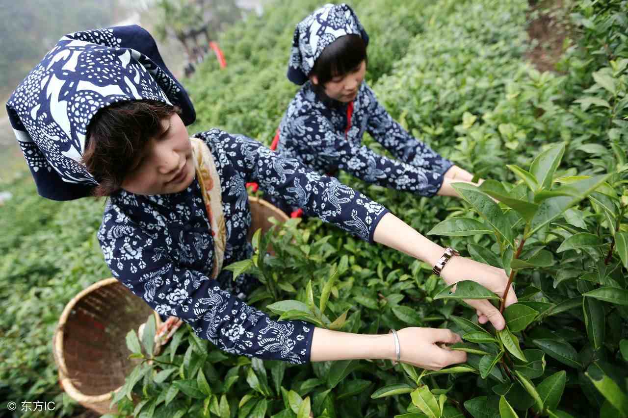 绿茶有哪些品种（绿茶的10个品种）-第3张图片