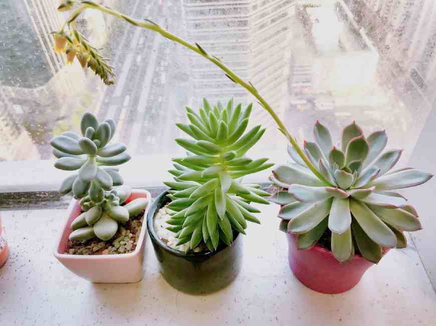 多肉植物怎么养（多肉植物要怎么种）-第11张图片