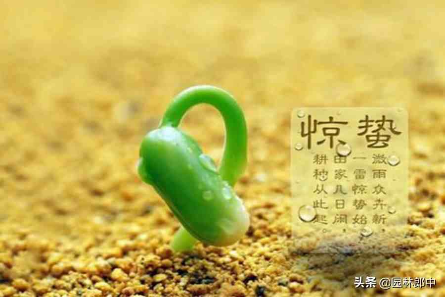 惊蛰是什么意思（惊蛰对于农业、林业，又有什么意义？）-第1张图片