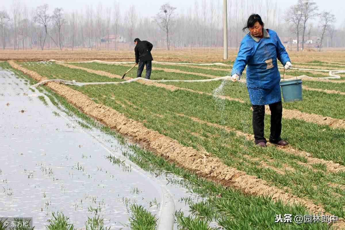 惊蛰是什么意思（惊蛰对于农业、林业，又有什么意义？）-第3张图片