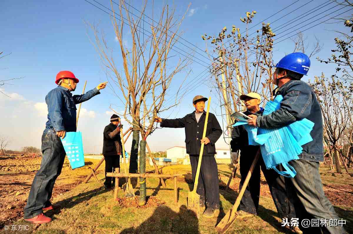 惊蛰是什么意思（惊蛰对于农业、林业，又有什么意义？）-第6张图片