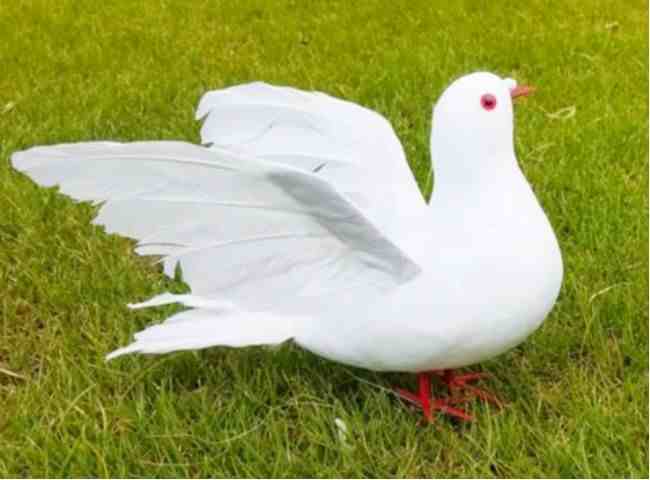 放鸽子是什么意思（鸽子为什么是和平的象征）-第5张图片