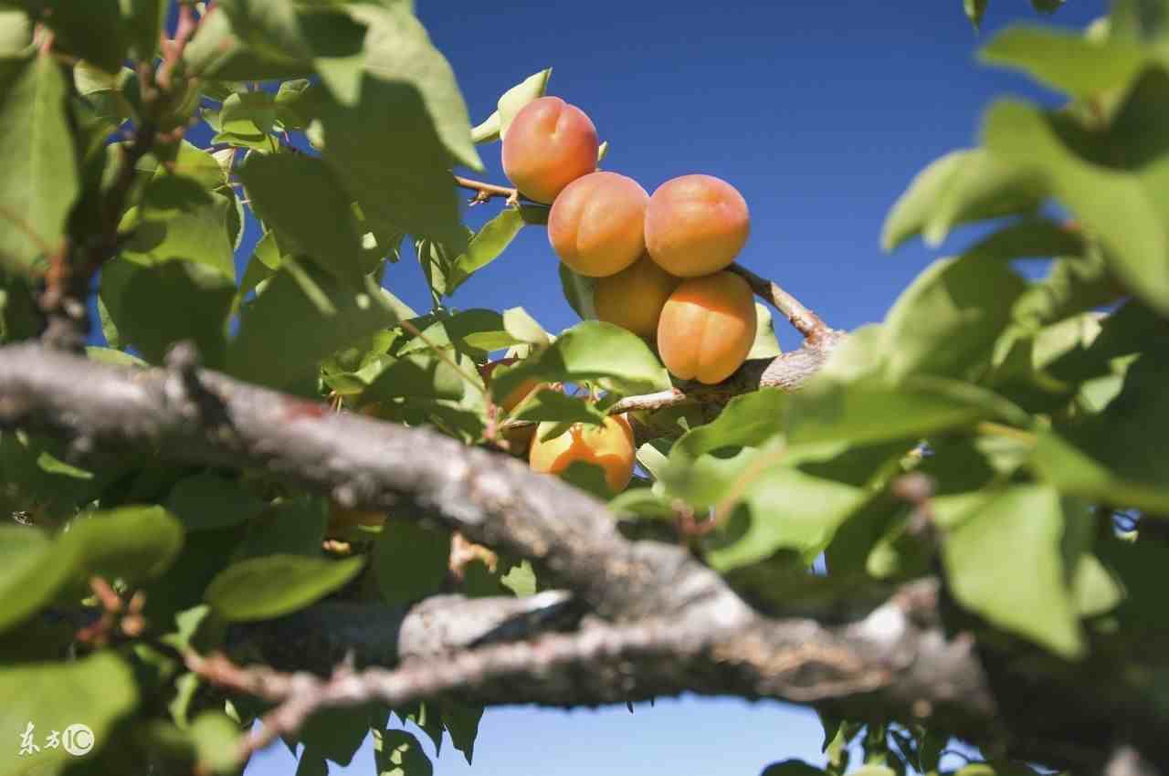 杏树种植（杏树栽培技术和种植条件）-第1张图片