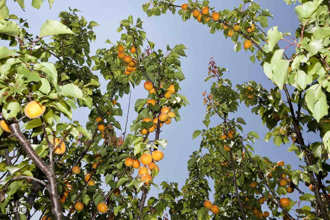 杏树种植（杏树栽培技术和种植条件）-第3张图片
