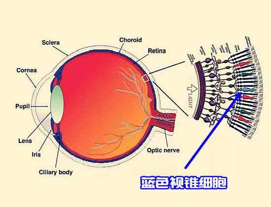 天空为什么是蓝色的（蓝天的蓝色是由于什么形成的）-第6张图片