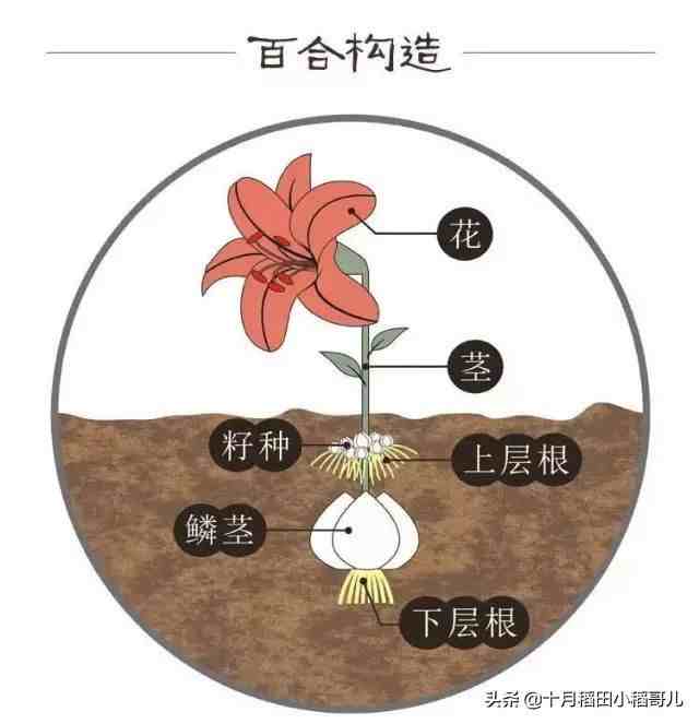 百合是什么意思（百合、百合花有什么区别？）-第1张图片