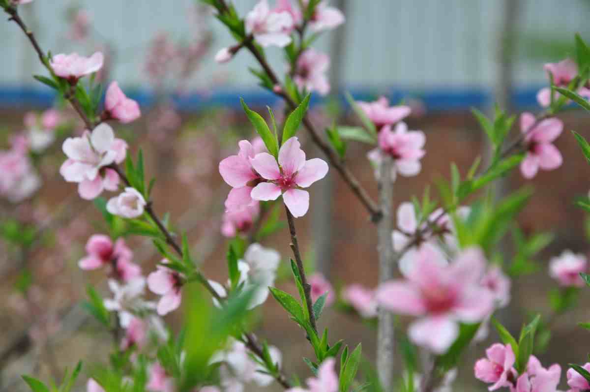 陌上花开什么意思（你知道“陌上花开”的真正含义）-第1张图片