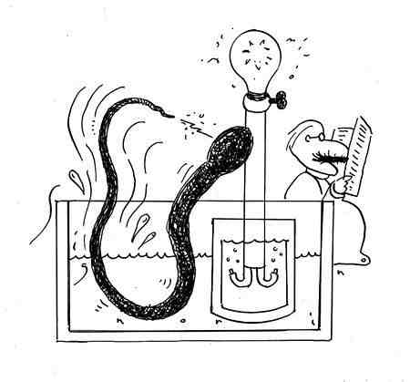 电鳗为什么会放电（电鳗为什么能够发电）-第5张图片