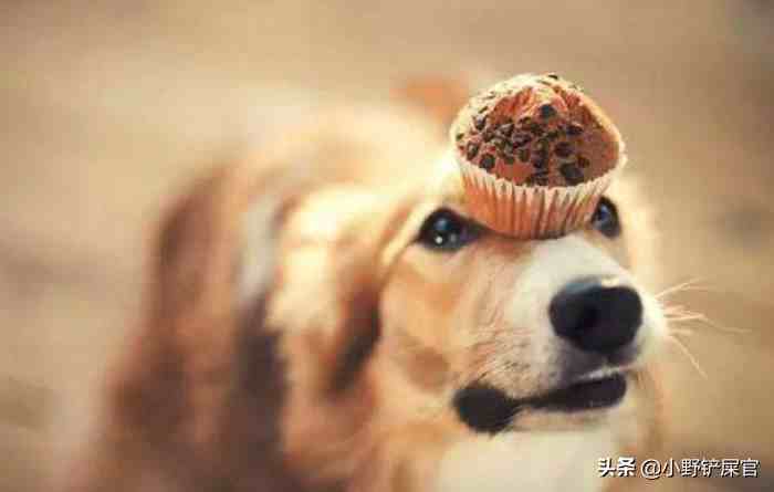 狗为什么不能吃巧克力（狗狗误食巧克力会死吗）-第4张图片
