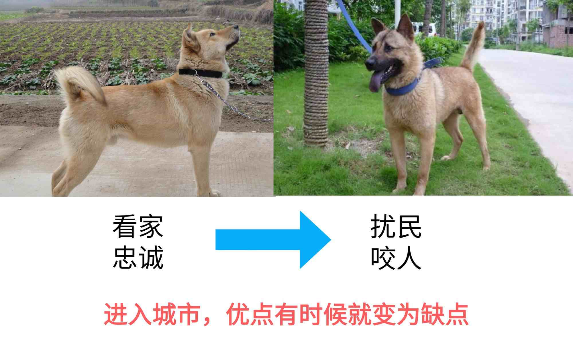 中华田园犬为什么禁养（中华田园犬到底该不该禁养）-第11张图片