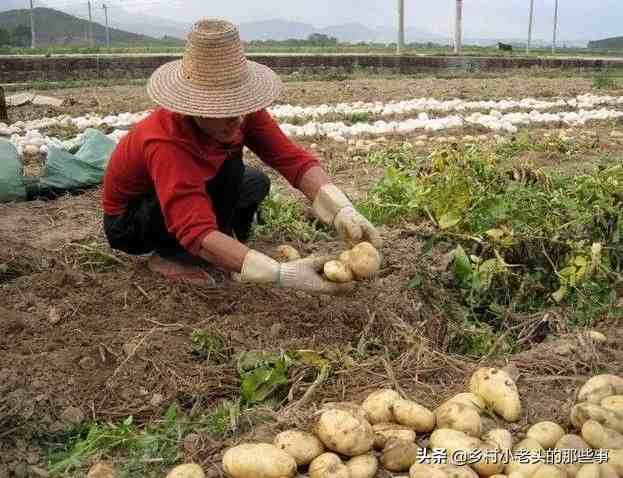 洋芋是什么（土豆、洋芋、马铃薯是什么关系）-第4张图片