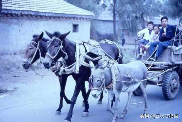 骡子为什么不能生育（骡子不能生育的真正原因）-第4张图片