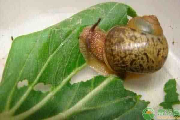 蜗牛吃什么（蜗牛有养殖前景吗）-第2张图片