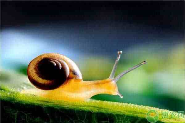 蜗牛吃什么（蜗牛有养殖前景吗）-第1张图片