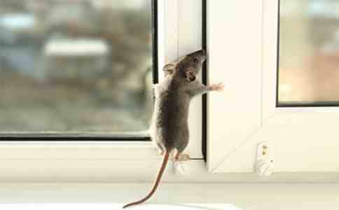 老鼠怕什么（没想到竟然怕这个）-第2张图片