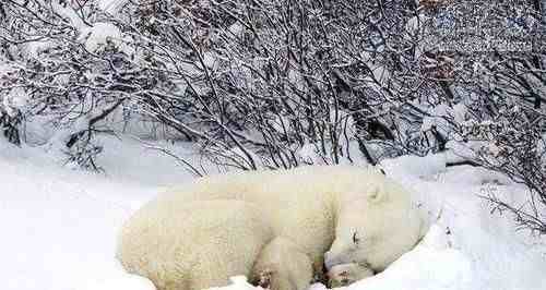 冬眠的动物有哪些（地球15大冬天冬眠的动物）-第8张图片