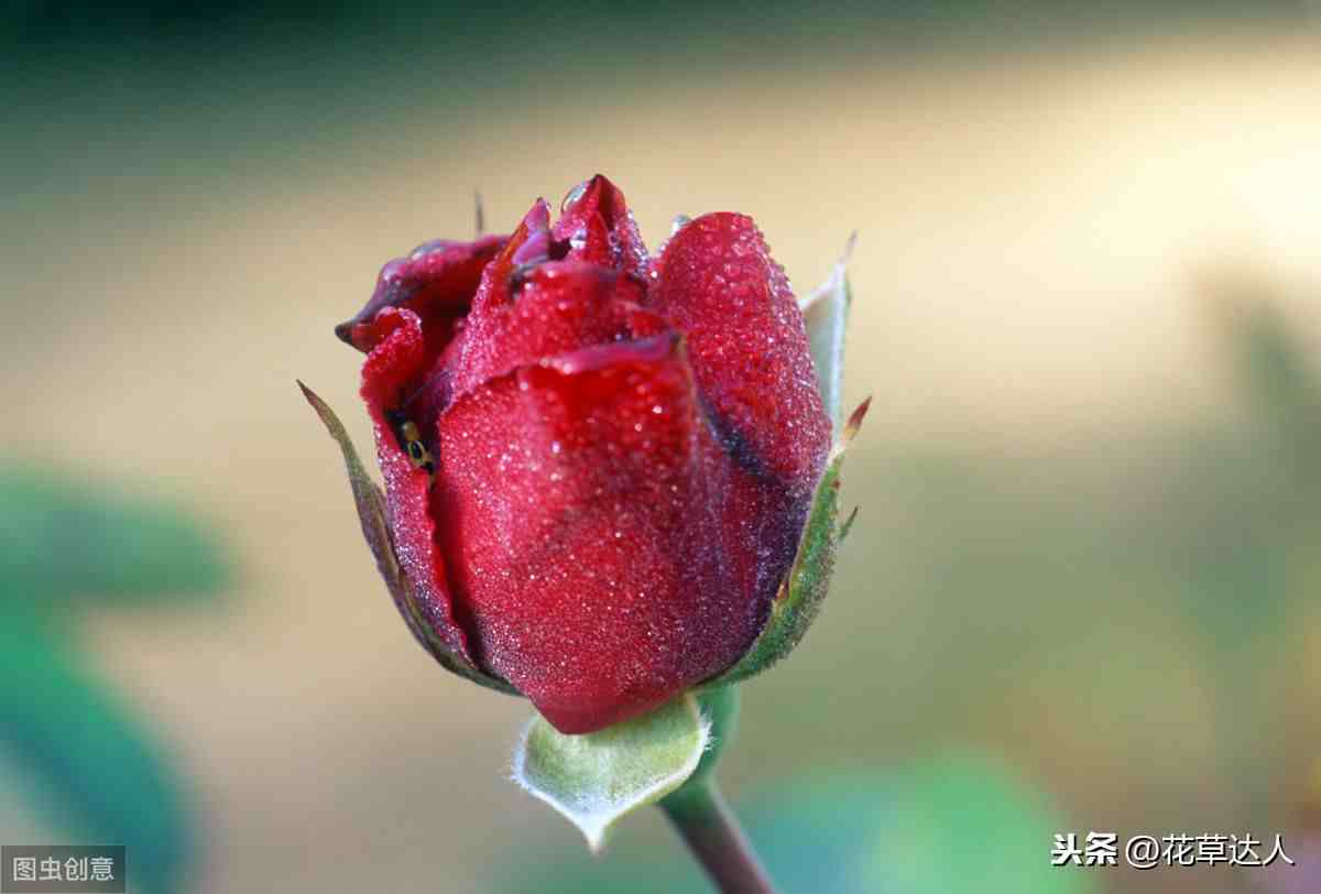玫瑰花语每朵代表什么（不同数量玫瑰的含义）-第4张图片