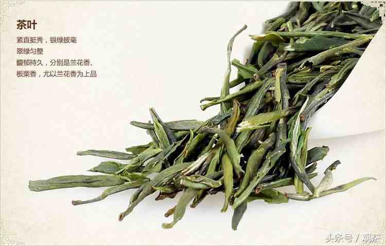 绿茶有哪些（绿茶之乡十大绿茶有哪些）-第3张图片