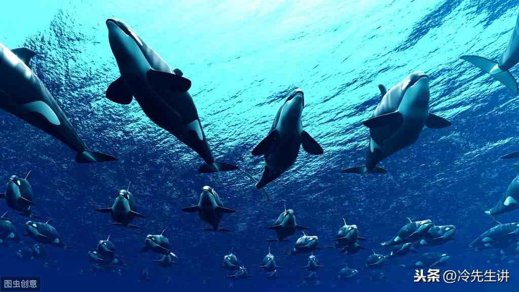 海洋生物有哪些（盘点世界10大海洋最强生物）-第1张图片