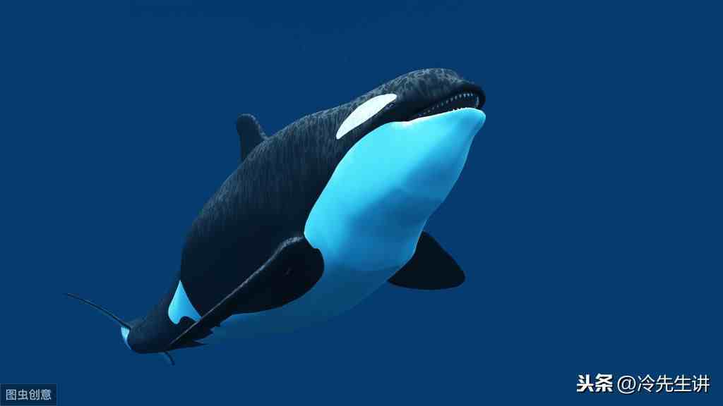 海洋生物有哪些（盘点世界10大海洋最强生物）-第3张图片