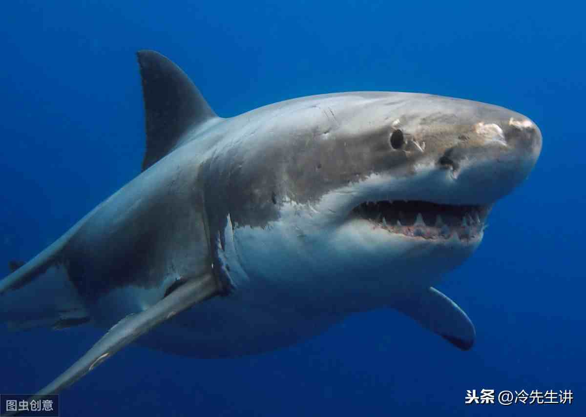 海洋生物有哪些（盘点世界10大海洋最强生物）-第4张图片