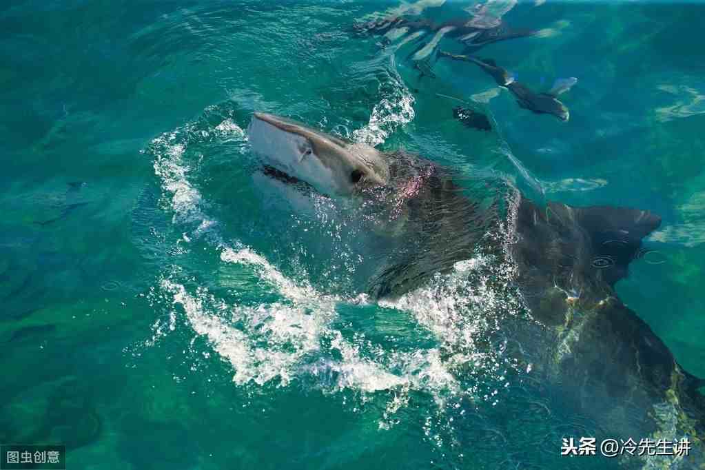 海洋生物有哪些（盘点世界10大海洋最强生物）-第9张图片