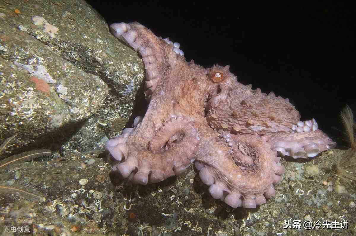海洋生物有哪些（盘点世界10大海洋最强生物）-第7张图片
