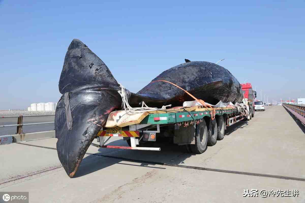 海洋生物有哪些（盘点世界10大海洋最强生物）-第13张图片