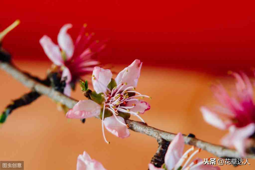 桃花什么时候开（怎样可以延长桃花开花的花期）-第3张图片