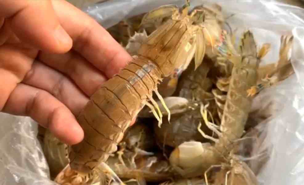 皮皮虾怎么剥(原来皮皮虾剥皮这么简单)-第2张图片 皮皮虾怎么剥(原来皮皮虾剥皮这么简单)-第2张图片