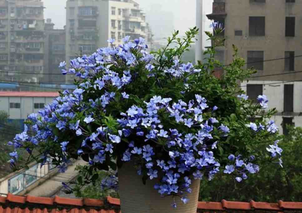 夏天的花有哪些（八种花夏季盛开的花）-第3张图片