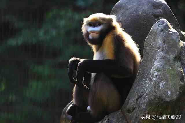 稀有动物有哪些（中国有哪些濒临灭绝的珍稀动物）-第5张图片