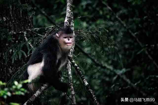 稀有动物有哪些（中国有哪些濒临灭绝的珍稀动物）-第10张图片