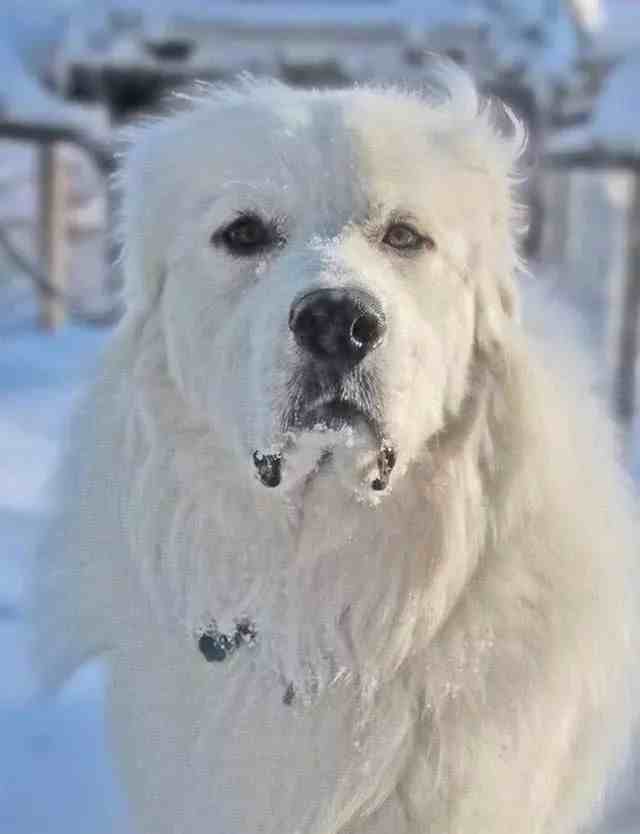 大型犬有哪些（世界上著名的二十种超大型狗）-第29张图片